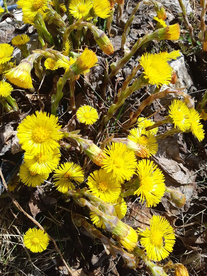 Campo di Giove