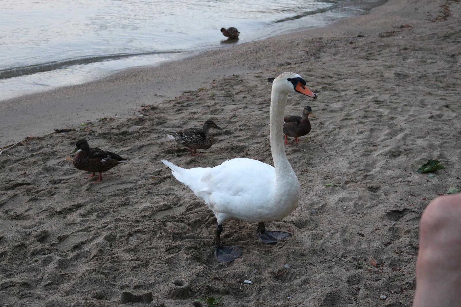 cigno al lago